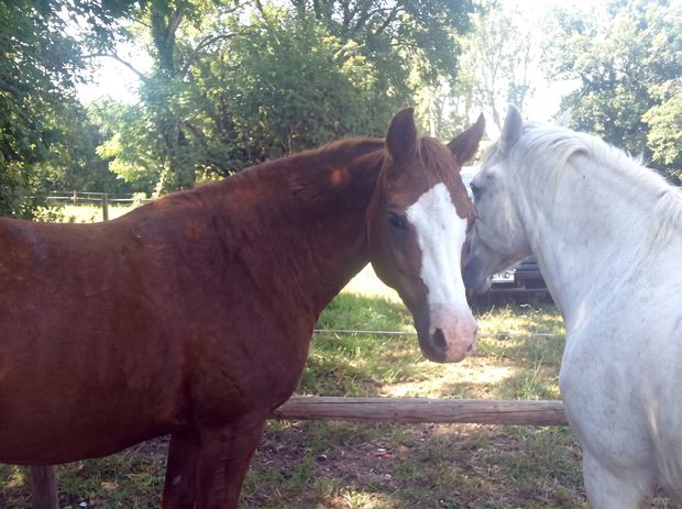 Ein braunes Welsh Pony mit weißer Blesse steht auf der Koppel.