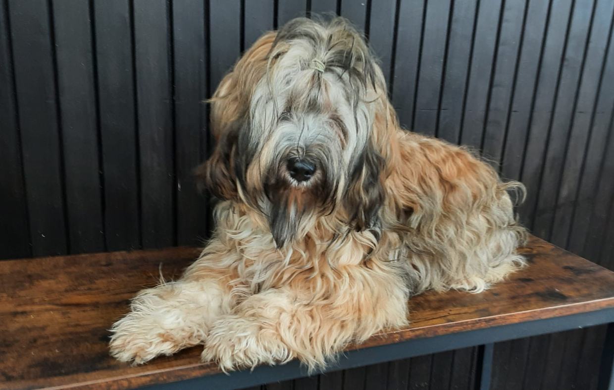 Ein hell gezeichneter, langhaariger Tibet Terrier mit dunkler Gesichtsmaske liegt auf einer Holzbank vor einer schwarzen Holzwand.